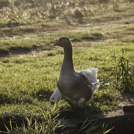 Farm stay Corte Mainolda